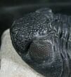 Gorgeous Phacops Trilobite - Rare Type #8144-6